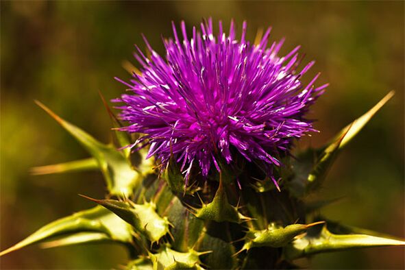 Thistle helps with the lack of male hormones in the body