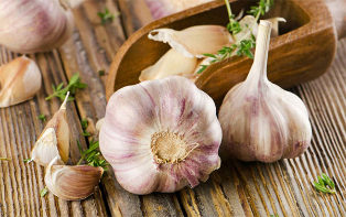 the useful garlic